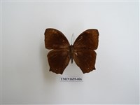 藏品(森林暮眼蝶)的圖片